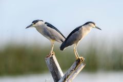 Two Black-crowned night heron (Nycticorax nycticorax) perched on a post in Lake Chapala - Ajijic, Jalisco, Mexico
