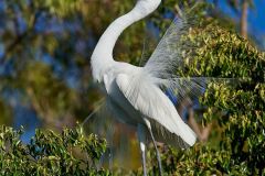 Great Egret (Ardea alba) in breeding plumage courtship dispaly while perched in a tree at edge of Lake Chapala, Jocotopec, Jalisco, Mexico