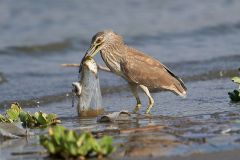 Immature Black-crowned Night Heron (Nycticorax nycticorax) attempts to swallow a plastic bag