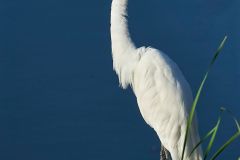 Great Egret (Ardea alba) beside Lake Chapala, Jocotopec, Jalisco, Mexico