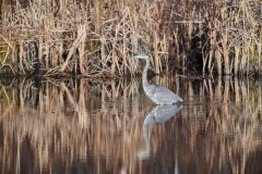 Great Blue Heron (Ardea herodias) searching for prey in a pond at, Broad Cove, , Nova Scotia, Canada,
