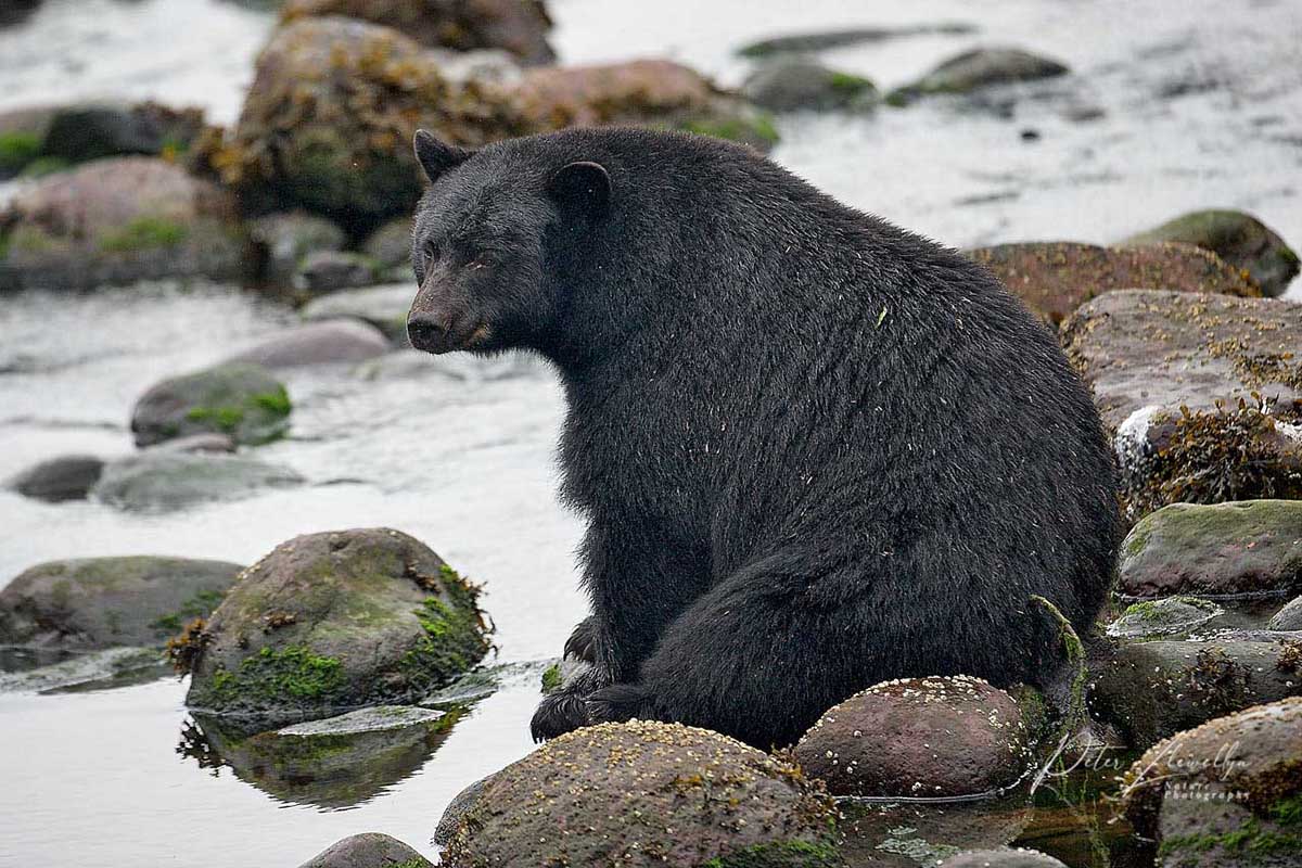 Black Bear (Ursus americanus),   Thornton Fish Hatchery, Ucluelet,  British Columbia, Canada