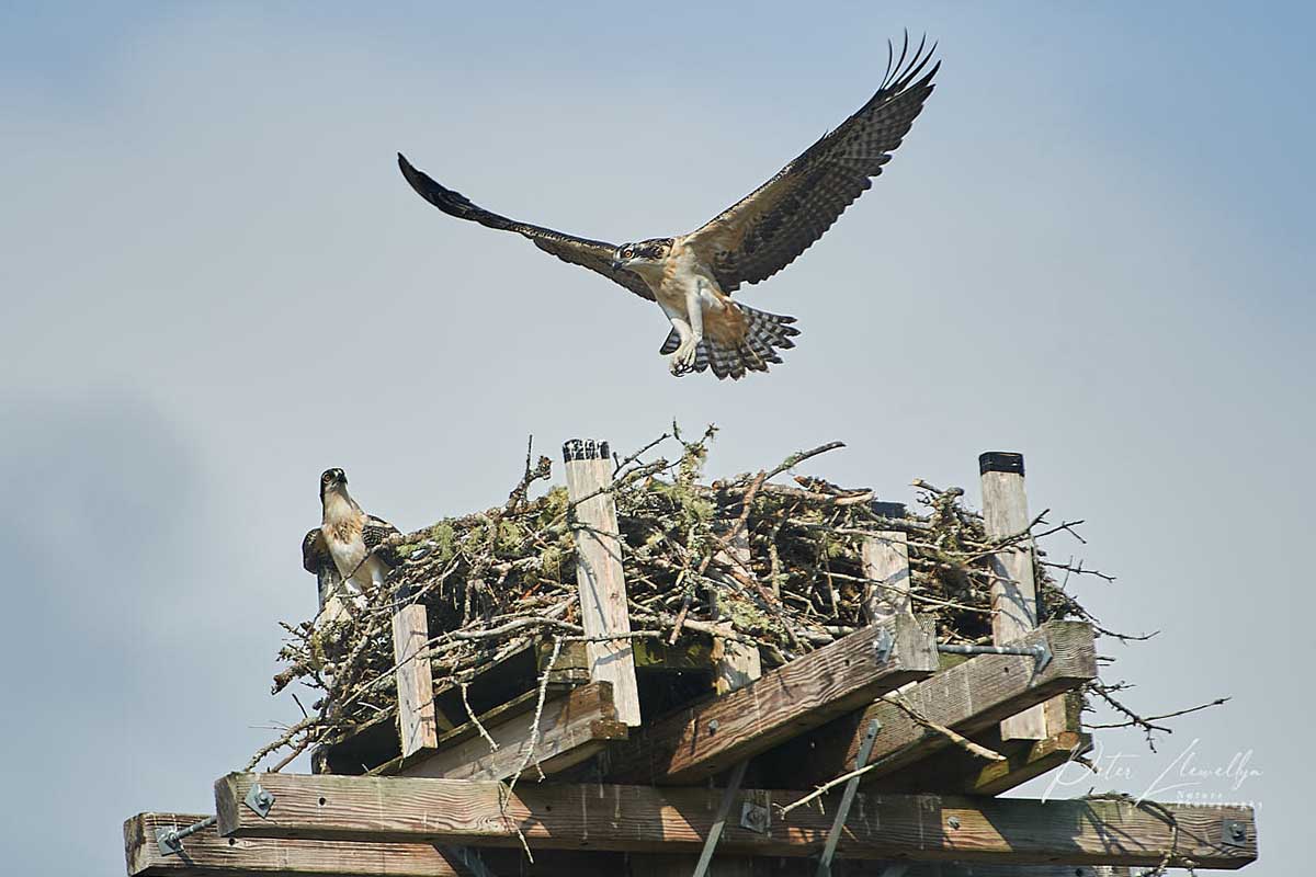 Young Osprey (Pandion haliaetus) tests it’s wings while learning to fly at nest on artificial nesting perch, Petite Riviere, Nova Scotia, Canada