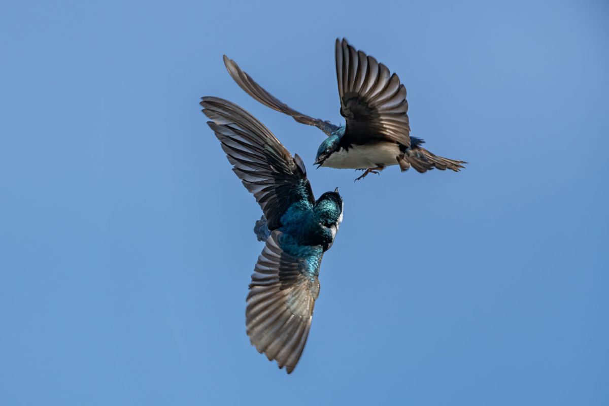 Tree swallows (Tachycineta bicolor) in flight, Carburn Park, Calgary, Alberta, Canada