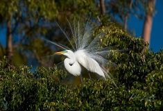 Great Egret (Ardea alba) in breeding plumage perched in a tree at edge of Lake Chapala, Jocotopec, Jalisco, Mexico
