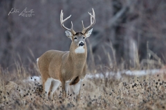 White-tailed deer (Odocoileus virginianus) stag with full growth antlers, Calgary, Alberta, Canada