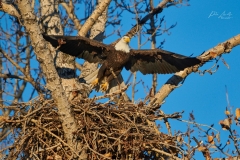Bald eagle (Haliaeetus leucocephalus) takes off from nest after delivering nest stick, Calgary, Carburn Park, Alberta, Canada