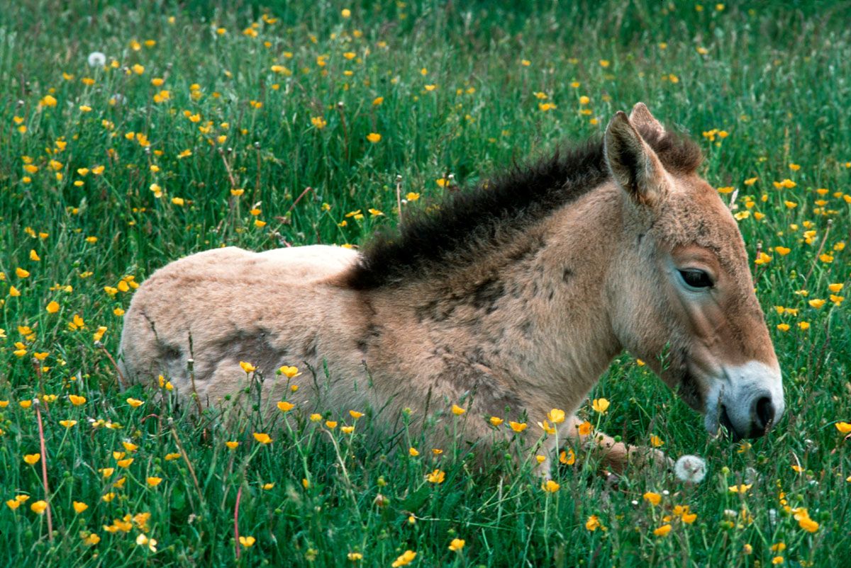 Breeding herd of Przewalski horses in Cervennes region of France to ship back to Mongolia - foal takes a rest among the buttercups