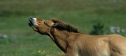 Przewalski's horse (equus przewalski) flemen response, Cevennes National Park, , Lozere, France - Part of breeding herd to re-establish the horse to Mongolia Photo: Peter Llewellyn