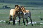 Breeding herd of Przewalski (Equus caballus przewalskii) horses in Cervennes region of France before shipping back to Mongolia