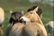 Przewalski's horse (equus przewalski) mutual grooming, Cevennes National Park, , Lozere, France - Part of breeding herd to re-establish the horse to Mongolia Photo: Peter Llewellyn