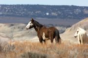 Wild horse - Mustang-  (equus caballus), Sand Wash Basin, Colorado, USA   Photo: Peter Llewellyn
