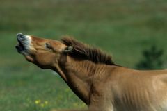Przewalski's horse (equus przewalski) flemen response, Cevennes National Park, , Lozere, France - Part of breeding herd to re-establish the horse to Mongolia Photo: Peter Llewellyn