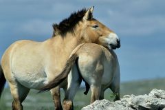 Przewalski's horse (equus przewalski), Cevennes National Park, Lozere