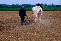Farmer plowing with a grey horse, Central France