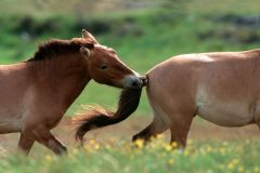 Breeding herd of Przewalski horses in Cervennes region of France to ship back to Mongolia - stallion bites a mares tail