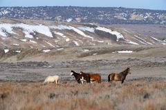 Mustang- Mustang-
