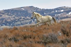 Wild horse - Mustang- (equus caballus), Sand Wash Basin, Colorado, USA Photo: Peter Llewellyn