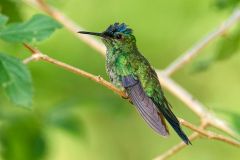 Sapphire-spangled Emerald Hummingbird (Amazilia rondoniae), Mangueiras Ranch, Bairro da Ponte Nova, Sao Paulo, Brazil (Photo: Peter Llewellyn)
