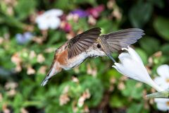 Female Rufous Hummingbird (Selasphorus rufus) feeding at a Hosta flower