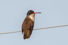 Violet-crowned Hummingbird (Amazilia violiceps) female perched on wire, Chapala, Jalisco, Mexico. Photo: Peter Llewellyn