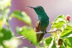 Berylline Hummingbird (Amazilia beryllina) - San Juan Cosala, Jalisco, Mexico