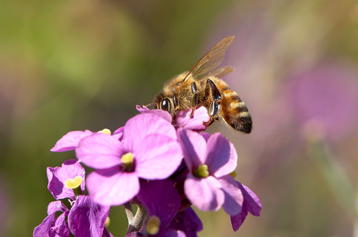 Honey Bee (Apis mellifera), on purple flower, Gabriola Island, British Columbia, Canada