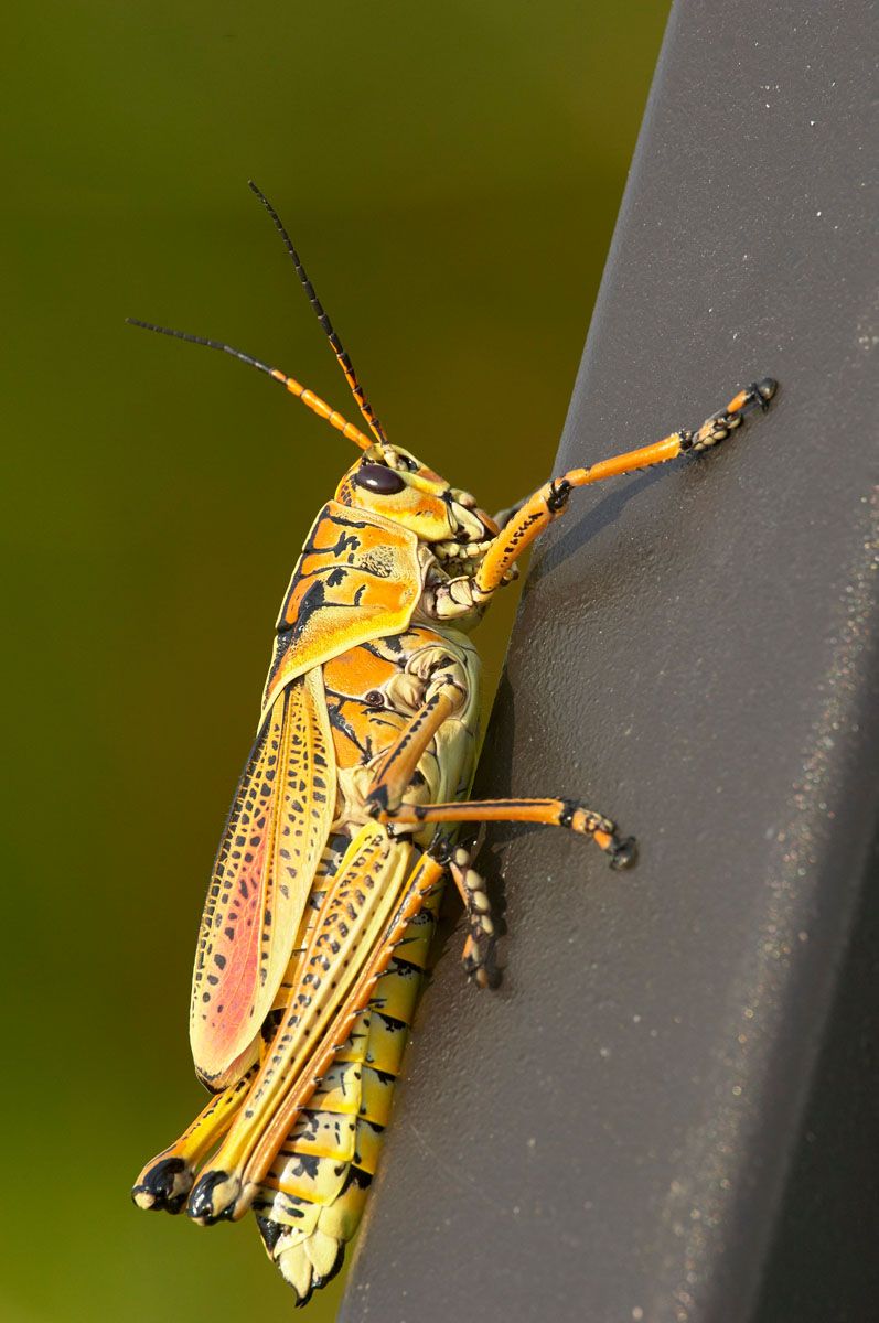 Lubber-grasshopper-close-up-