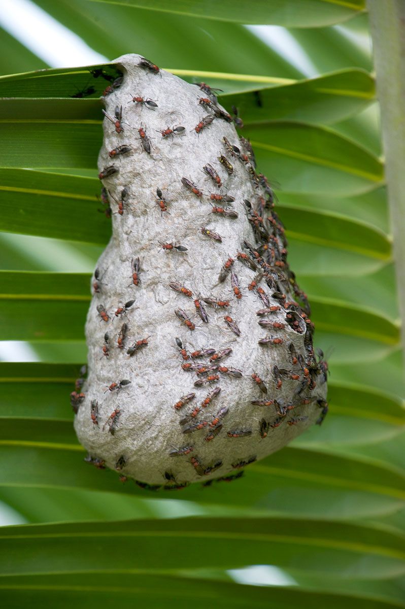 Wasps nest in palm tree, Nortes, Mato Grosso, Brazil