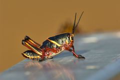 Lubber-grasshopper-