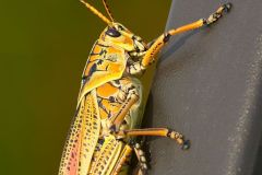 Lubber-grasshopper-close-up-