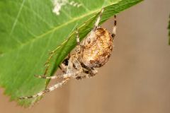 Shamrock Spider (Araneus trifolium) Female, Gabriola Island , British Columbia, Canada
