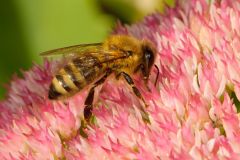 Honey Bee (Apis mellifera), Gabriola Island , British Columbia, Canada