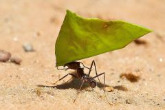 Leafcutter ants, Chapada dos Guimaraes, Mato Grosso, Brazil Photo by: Peter Llewellyn