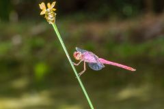 Dragonfly, Jardim d' Amazonia Ecolodge, Mato Grosso, Brazil