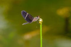 Dragonfly, Jardim d' Amazonia Ecolodge, Mato Grosso, Brazil