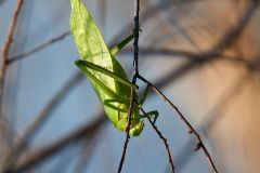 Katydid mimicking a leaf on a tree branch, Ajijic, Jalisco, Mexico