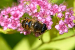 Honey Bee Apis mellifera Gabriola Island British Columbia Canada