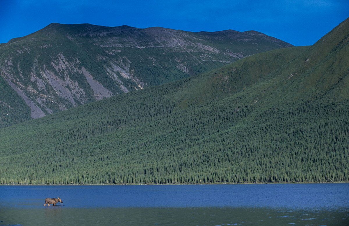 Moose (Alces alces), Muskwa-Kechika, British Columbia, Canada