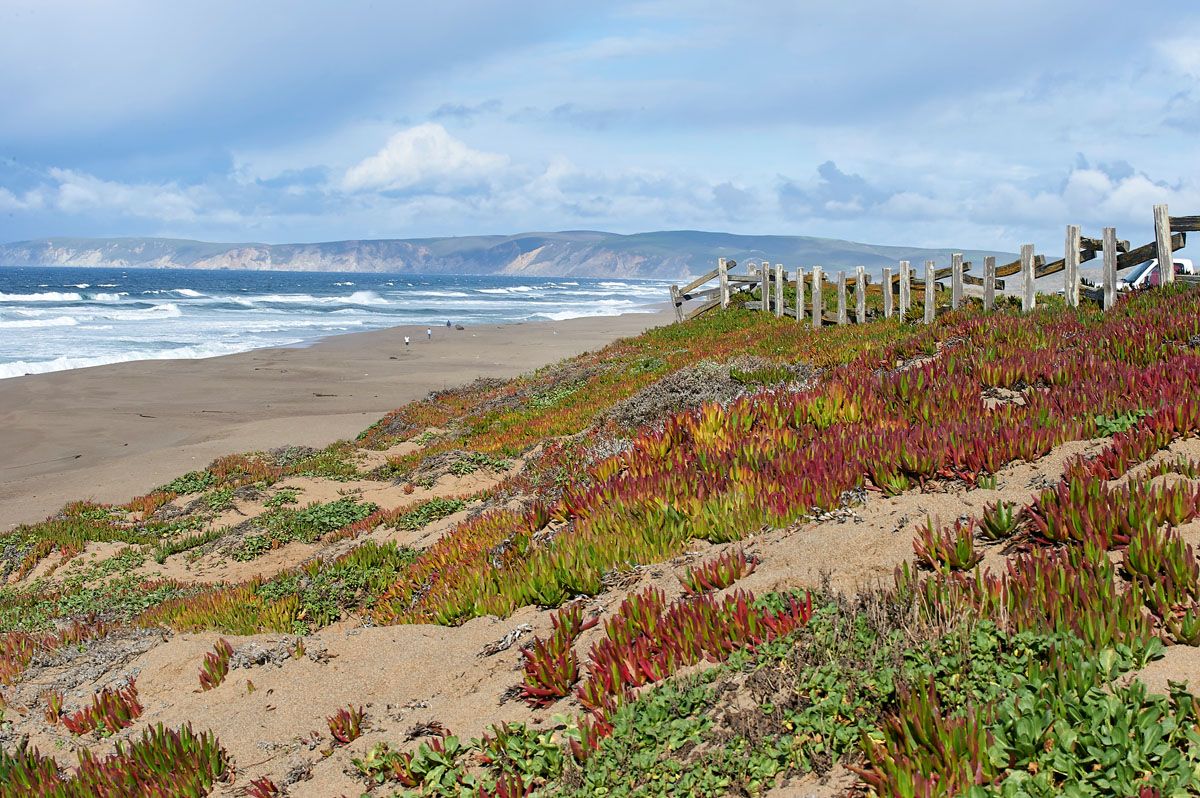 Waves pound the beach at Point Reyes Beach North, showing iceplant succulents growing on sand above tideline, Point Reyes National Seashore, California, USA (Iceplant is an invasive non-native species from S. Africa)
