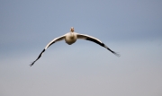 American white pelican (Pelecanus erythrorhynchos) in flight, Frank Lake, Alberta, Canada
