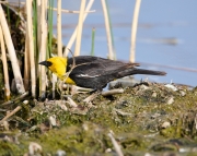 Yellow-headed blackbird (Xanthocephalus xanthocephalus), Frank Lake, Alberta, Canada