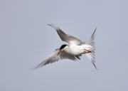 Forster’s tern (Sterna forsteri), Frank Lake, Alberta, Canada
