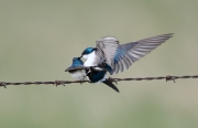 Tree swallows (Tachycineta bicolor) mating, Frank Lake, Alberta, Canada
