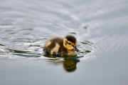 Duckling swimming, Prince's Island Park, Alberta, Canada