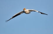 American white pelican (Pelecanus erythrorhynchos) in flight Frank Lake, Alberta, Canada