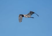 Great blue heron (Ardea herodias) in flight Frank Lake, Alberta, Canada