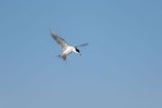 Forster’s tern (Sterna forsteri) in flight, Frank Lake, Alberta, Canada