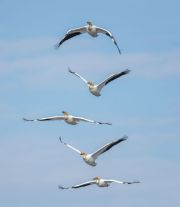 Flock of American white pelicans (Pelecanus erythrorhynchos) in flight Frank Lake, Alberta, Canada
