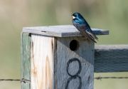 Tree swallow (Tachycineta bicolor) at nest box, Frank Lake, Alberta, Canada